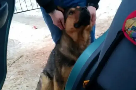 Найдена собака с шрамом на спине в р-не Исаковского ручья