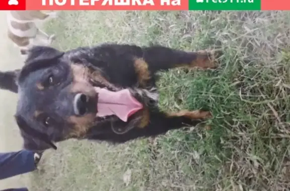 Пропала собака на Песочной ул. в Саратове