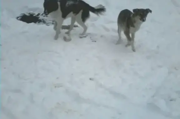 Найдена собака на Кетово - ищем новых хозяев