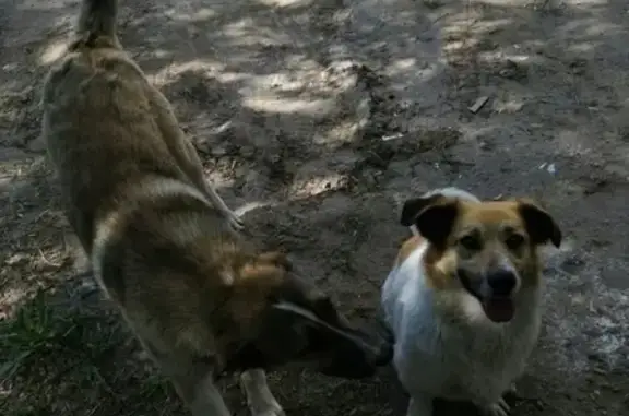 Пропала собака Нора, ищем ее в Адмиралтейской слободе, Кировский район.