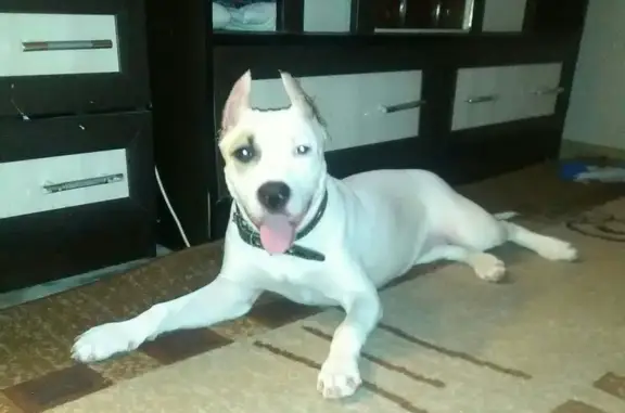 Собаки потеряшки, Оренбург, фото: Потеряшка собака в Оренбурге, помогите!