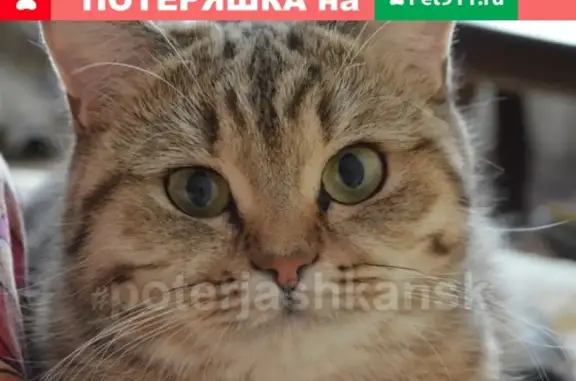 Кошки потеряшки, Новосибирск, фото: Потеряшка кошка на ул. Виктора Уса, 7, 3п.