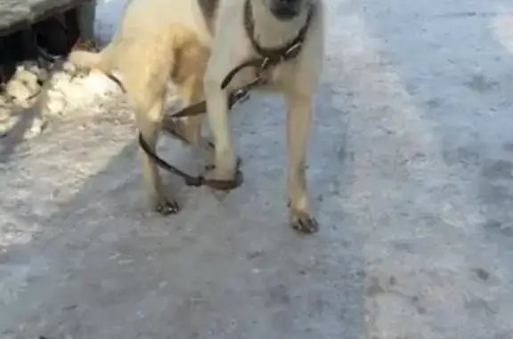 Найдена собака в Москве, Измайлово!