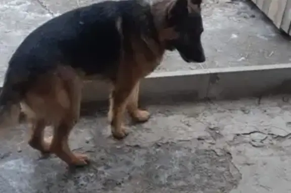 Найдена собака ищет хозяев в Волгодонске