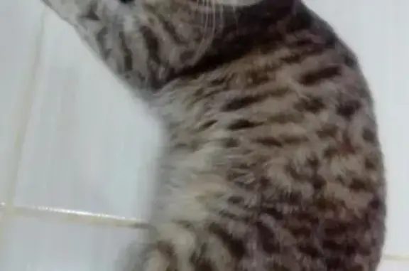 Найдена кошка в р-не Арбековская застава, ищем передержку или дом