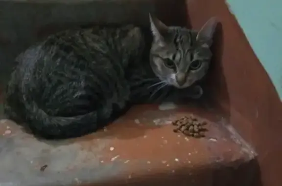 Кошка найдена на Морозова 193 в Сыктывкаре