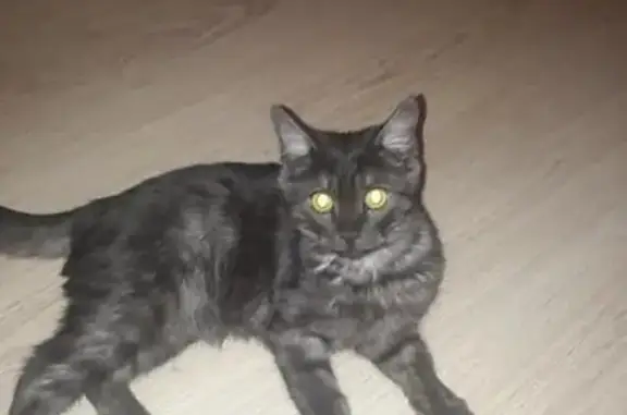 Найден домашний кот в Гармонии на Высоцкого