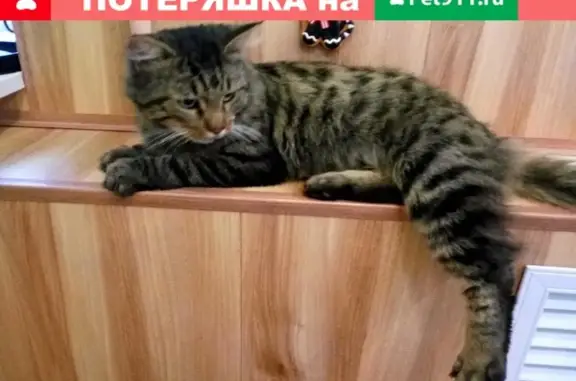 Найден домашний кот на Красном переулке, Екатеринбург