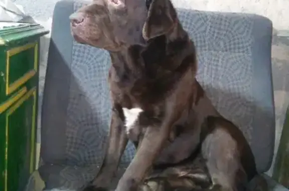 Пропала собака в Верхнеуральске, лабрадор с белым пятном на груди.