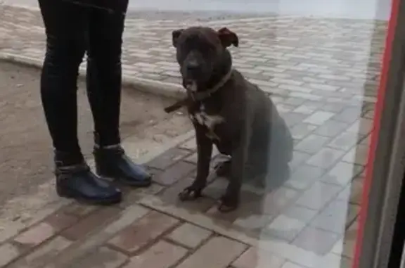 Найден пёс на ул. Кирила Россинского в Краснодаре