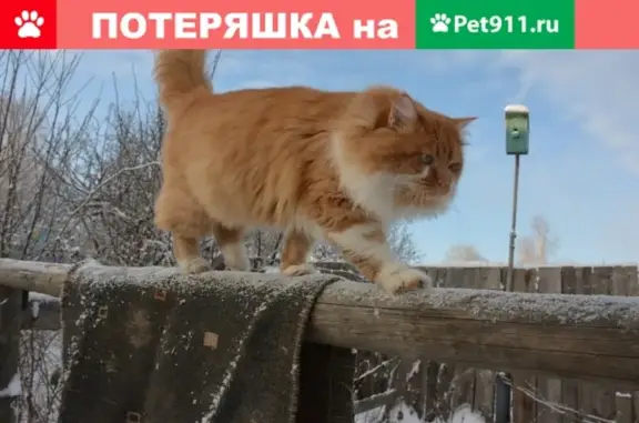 Кошки потеряшки, Павловский, фото: Потеряшка кошка в п. Павловский, помогите найти!