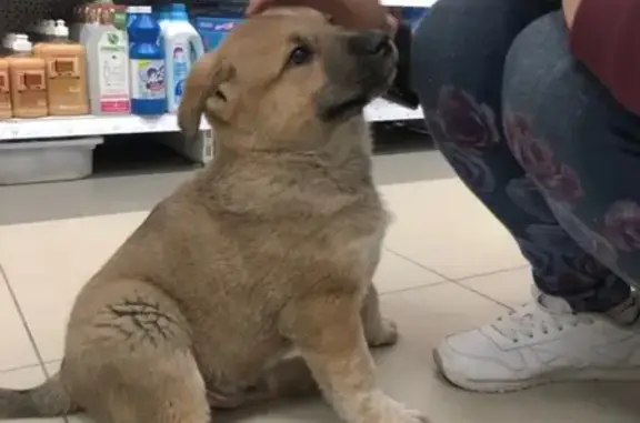 Найдена собака в Василеостровском районе СПб