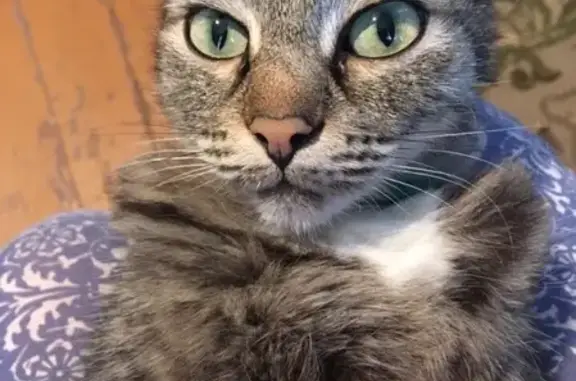 Кошки потеряшки, Киров, фото: Потеряшка кошка в районе кинотеатра Дружба, Щорса 52