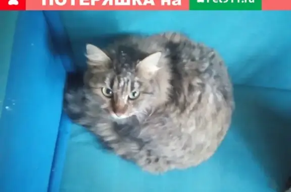 Пропала кошка на Советской 59, зовут Пуся