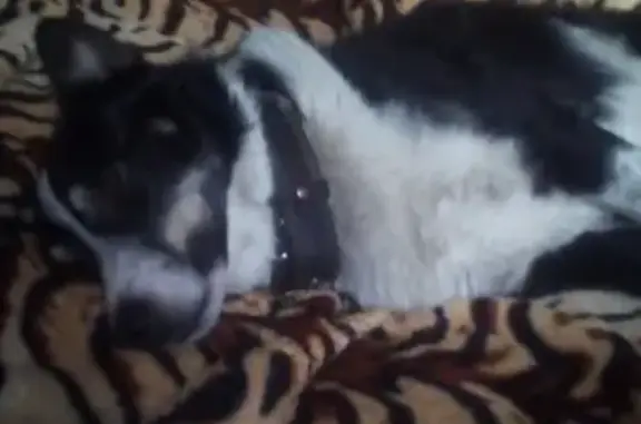 Пропала собака Черныш в Кемерово, белая полоска на лбу, ошейник Россия