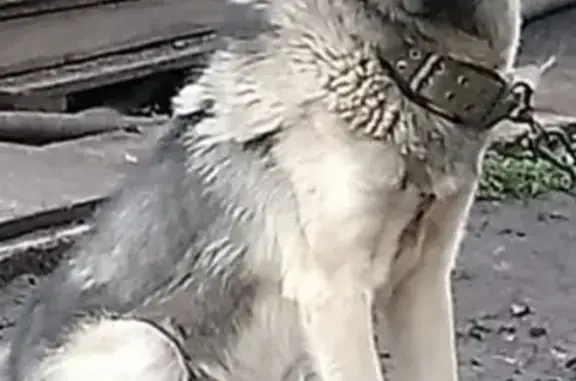 Пропала собака Дик на ул. Нуриманова-Чапаева, Салават