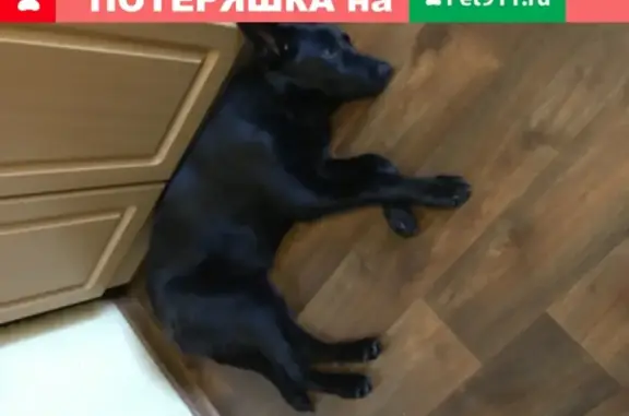 Найдена собака Девочка на улице Партизана Германа в Санкт-Петербурге