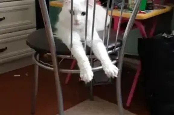 Кошки потеряшки, Лосиный, фото: Потеряшка кот в поселке Лосиный, Свердловская область