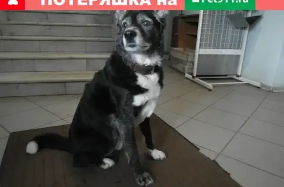 Собака найдена на ул. Лепсе, 24, Киров.