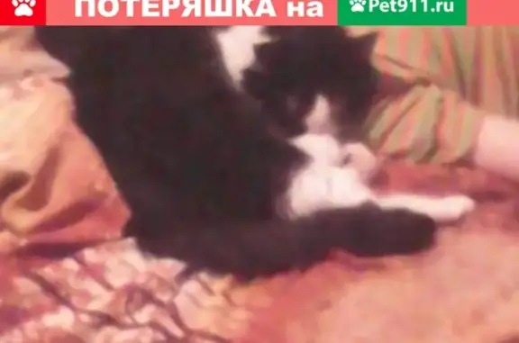 Пропал кот на ул. Чайковского 131А в Нижнем Тагиле