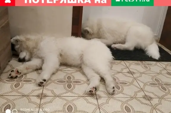 Пропали 2 собаки породы Самоед в Оренбурге, адрес: 15-я линия, 9