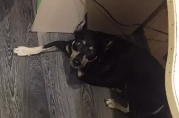 Собаки потеряшки, Костино, фото: Потеряшка собака с 3 лапами в Костино!