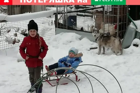Собаки потеряшки, Тверь, фото: Потеряшка хаски на Сахаровском шоссе, Тверь