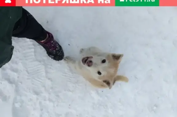 Пропала собака в Дивногорске, окрас рыжий, щенок 3-4 месяца.