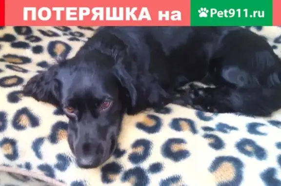 Пропала собака на пр. Дзержинского, ищем хозяев
