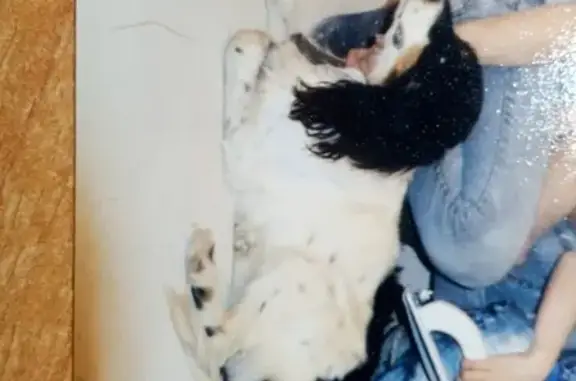 Пропала собака на Запсибе, порода Спаниель, откликается на Бим, окрас чёрно-белый.