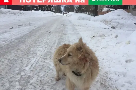 Потерянный пёс на ул. Ильина, Великий Новгород