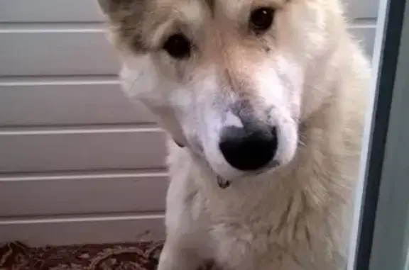 Собака найдена в Первоуральске, Россия