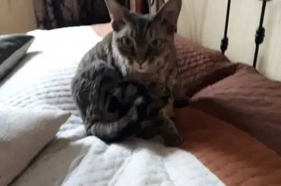 Найдена кошка породы Девон Рекс в Красноярске.