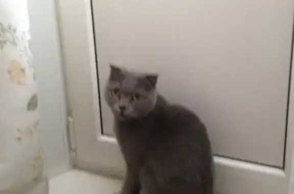 Найдена кошка в Радужном