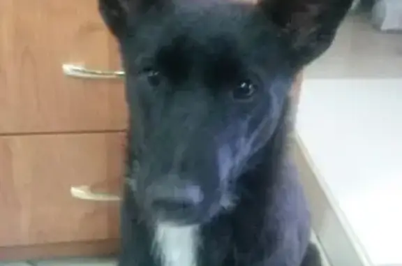 Найдена потеряшка собака в Иркутске