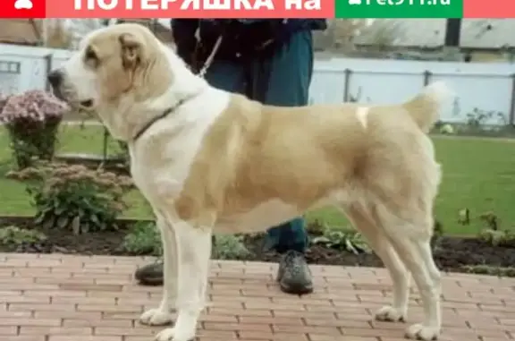 Пропала собака Джексон в Энгельсе, Саратовская область