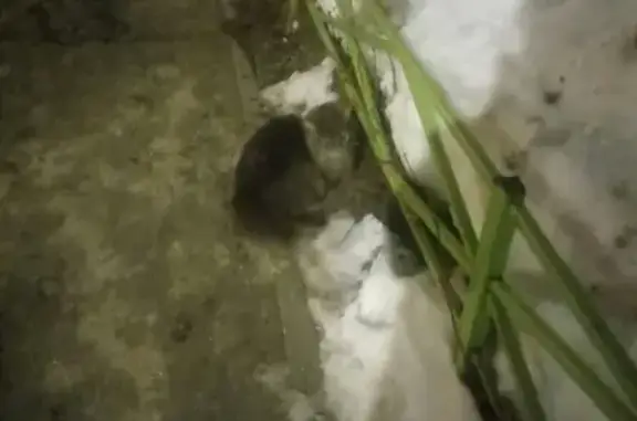 Пропала кошка в Южном, Тверь, Россия