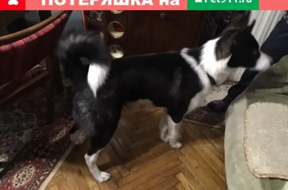 Найден красивый щенок лайки в Североморске: делайте репост!