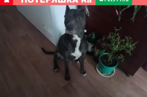 Найден пёс, разыскиваются хозяева в Волгодонске