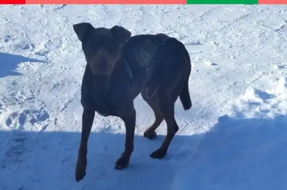Найден пес в Таврическом районе, возможно охотничий