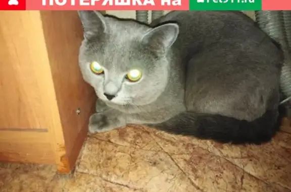 Найден британский кот в Жилкино, Иркутск