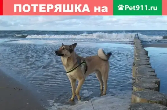 Пропала собака Клайд в Зеленоградске