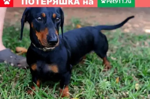 Собака метис найдена в Предпортовце-2, Ленинградская область