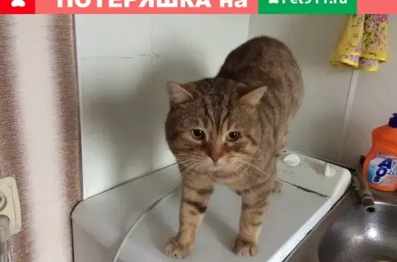 Пропал кот в Устюжне, просьба помочь!