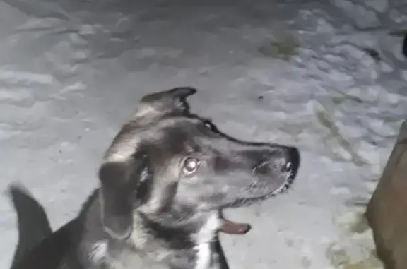 Найдена собака в мк-Лесной, Иркутск