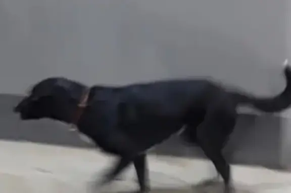 Найдена собака на улице Кастанаевская