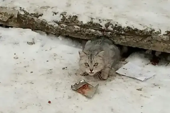 Найдена кошка на улице Кирова