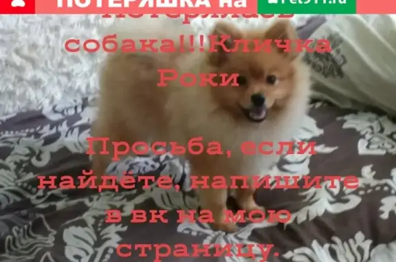 Пропала собака породы Шпиц в Новокузнецке