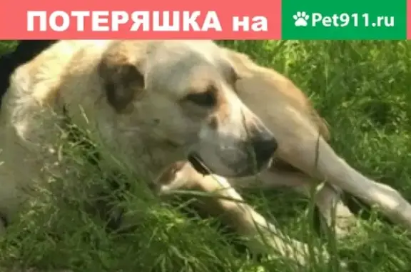 Пропала собака во Владимире
