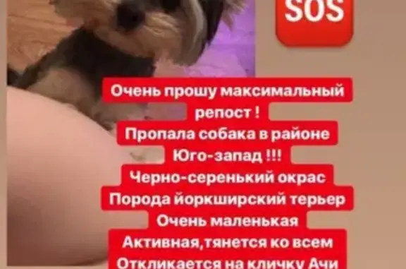 Пропала собака Ачи в Ульяновске, район перекрёстка Ефремова и Камышинской!